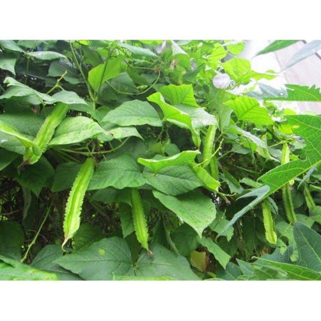 Hạt giống đậu rồng