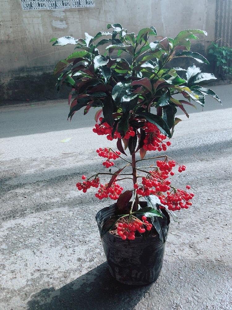 Cây Kim Ngân Lượng