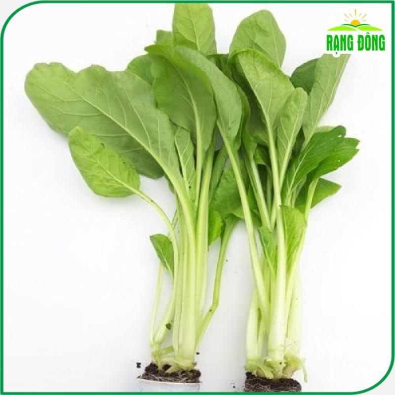 Hạt giống Cải Ngọt Rado 54 (20g~6000 hạt) giòn, ngọt, bẹ to, ít sâu bệnh, trồng quanh năm - Hạt giống Rạng Đông
