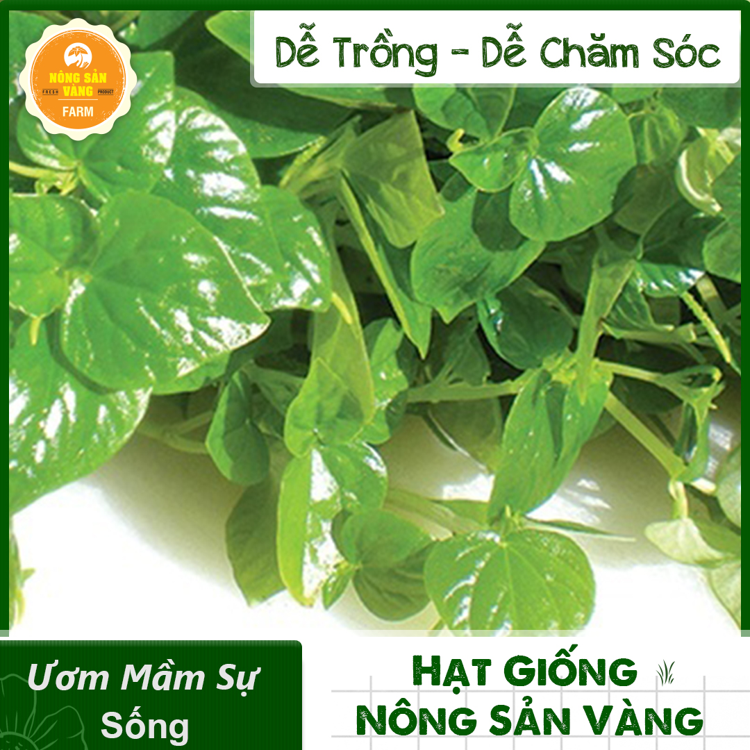 Hạt giống Rau Tiêu Tỉ Lệ Nảy Mầm Cao, Sinh Trưởng Và Phát Triển Khỏe, Năng Suất Cao - Nông Sản Vàng