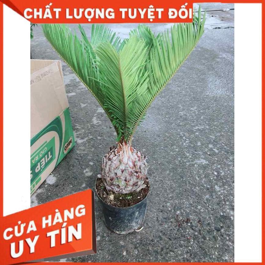 Chậu Vạn Tuế Nhiều Người Mua