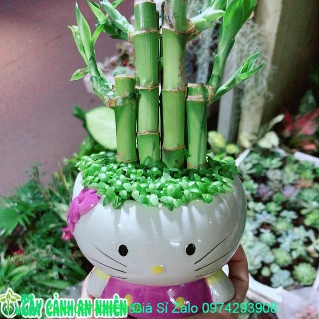 Chậu Trúc Phát Tài Mèo Kitty