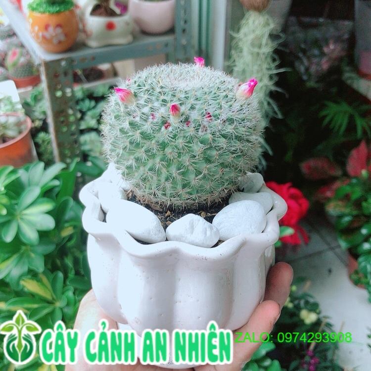 Chậu Xương Rồng Nở Hoa