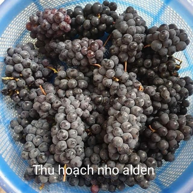 Cây Giống Nho Alden.