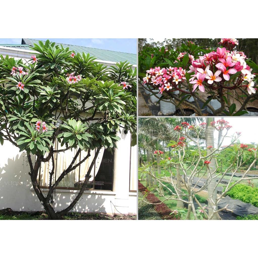 HOA ĐẠI ĐỎ - CÂY GIỐNG