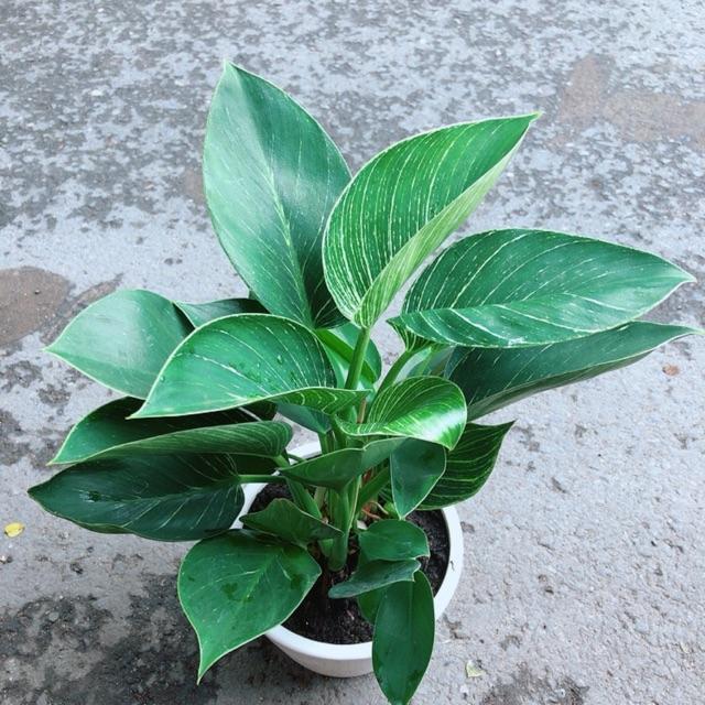 Chậu Trầu Bà Hoàng Kim