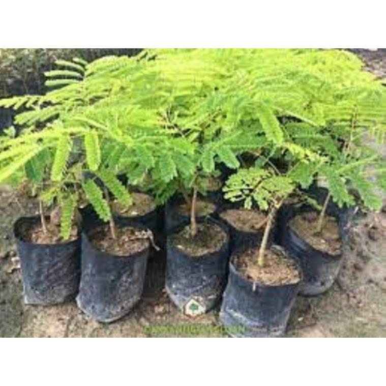 COMBO 2 cây giống hoa phượng - hoa vàng- siêu đẹp- bền