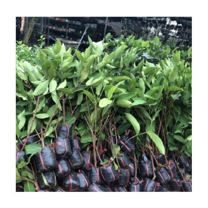 CÂY GIỐNG ROI ĐỎ THÁI LAN SIÊU NGON SIÊU QUẢ- CAM KÊT GIỐNG CHUẨN F1