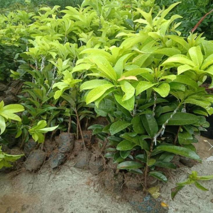 Cây giống hồng xiêm xoài cây giống chuẩn f1 cho năng suất cao