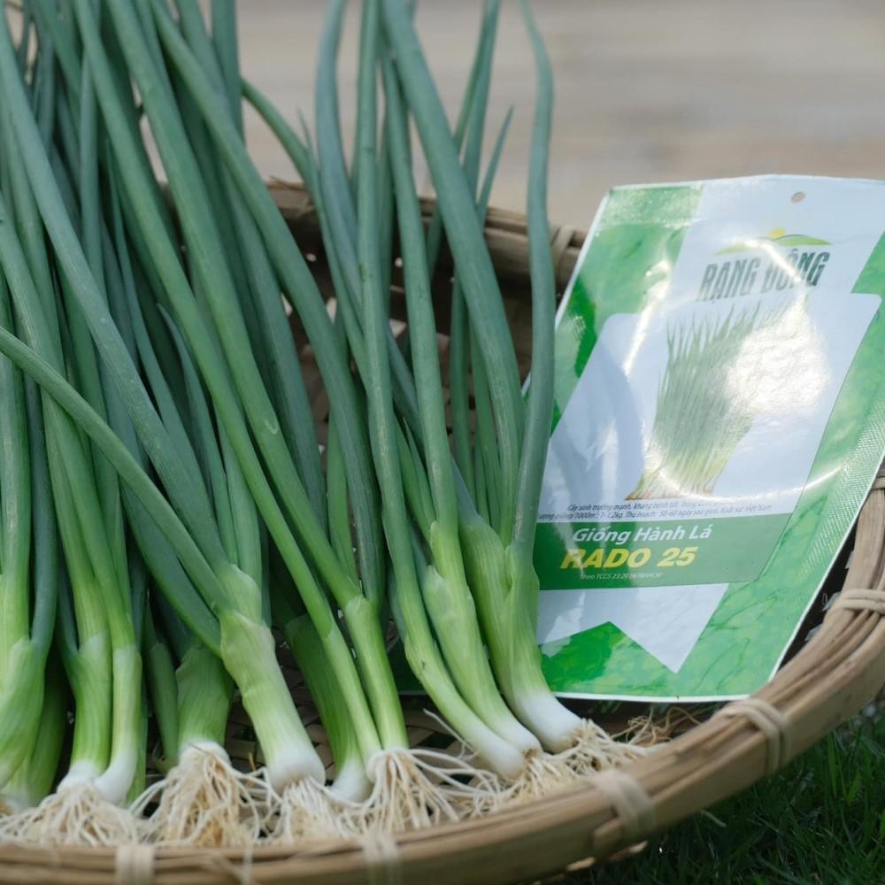 Hạt giống Hành Lá Rado 25 (2,5g~700 hạt) cây phát triển mạnh, trồng quanh năm, dễ chăm sóc - Hạt giống Rạng Đông