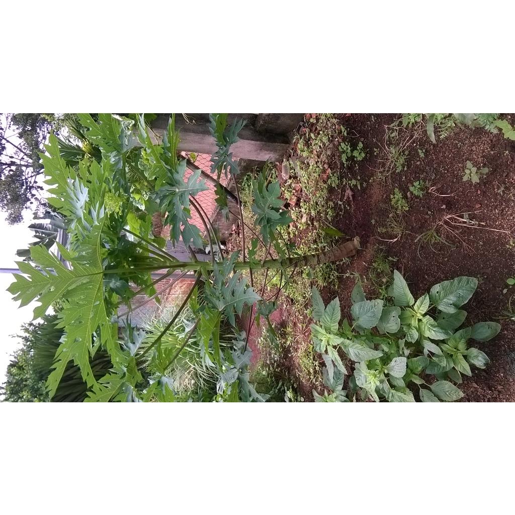 CÂY GIỐNG ĐU ĐỦ ruột đỏ LÙN TRỒNG CHẬU .
