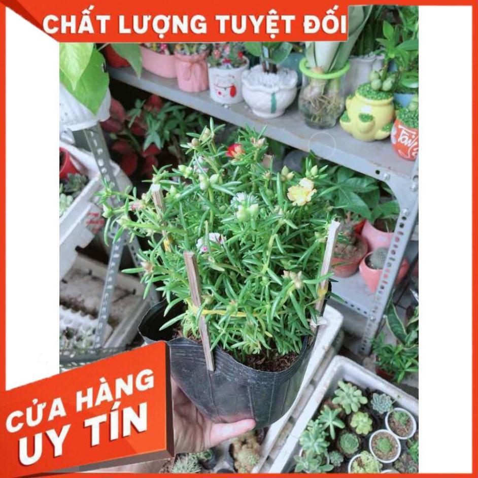 Hoa Mười Giờ Mỹ Nhiều Người Mua