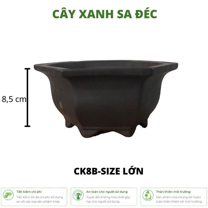 Bộ chậu lục giác mini CK8 với 2 kích cỡ nhỏ và lớn làm chậu bonsai mini, chậu cây hoa trang trí