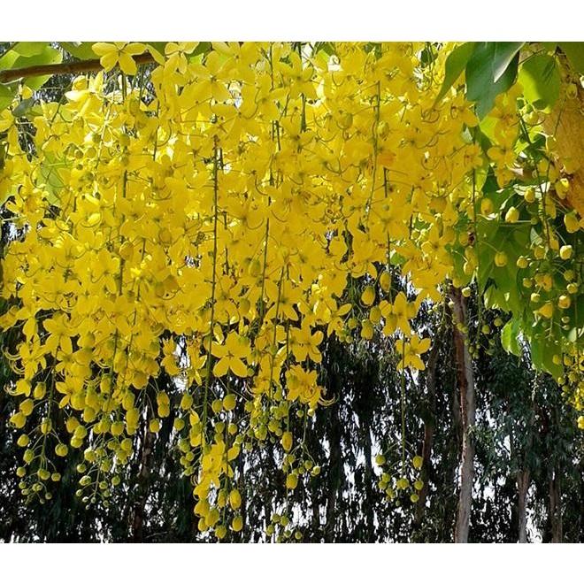 COMBO 3 BẦU muồng hoàng yến vàng-hoa osaka vàng, bầu cây giống - MHYVBCG