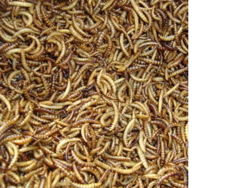 Túi 50 gr sâu sấy size mini cho hamster tập ăn