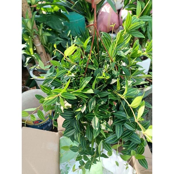 Cây Bình an giỏ treo 80k