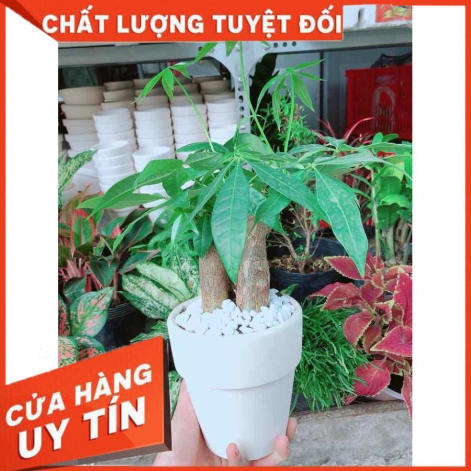 Chậu kim ngân 3 thân Nhiều Người Mua