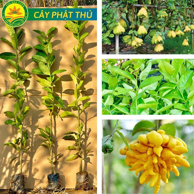Cây Phật Thủ mang lại niềm vui , may mắn, thịnh vượng cho gia chủ, giống siêu khỏe ít sâu bệnh