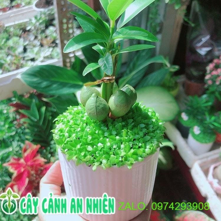 Chậu Cây May Mắn Tài Lộc