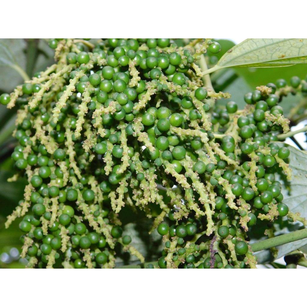 Cây giống Tiêu Chùm Thekken.