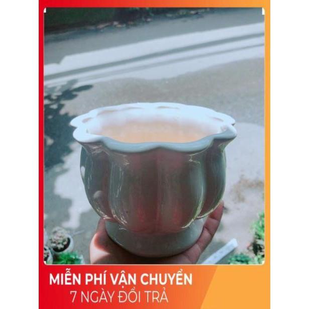 Chậu Trồng Cây
