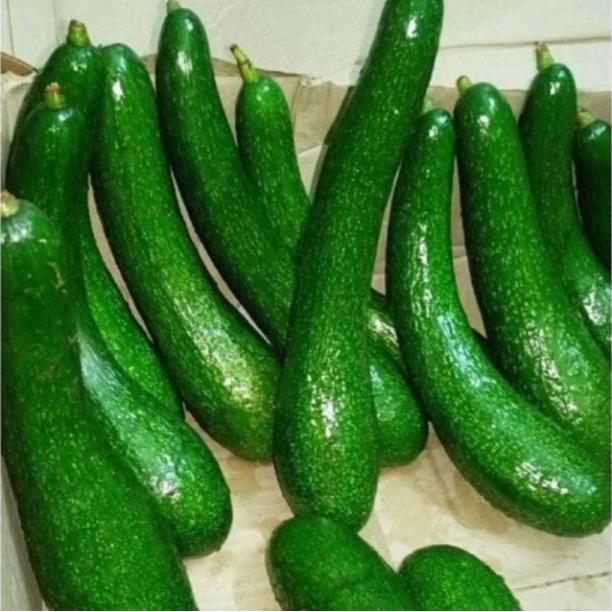 Cây Giống Bơ 034