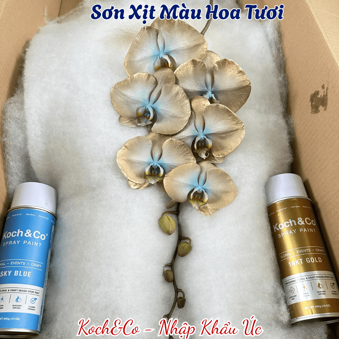 Sơn Xịt Hoa Tươi Màu Vàng Gold 14KT (Vàng của 9999) của Úc hiệu Koch &amp; Co giúp nhuộm phung sớnaÁnh Vàng sang trọng và vòi phun siêu mịn, khô nhanh, mùi thơm dịu nhẹ