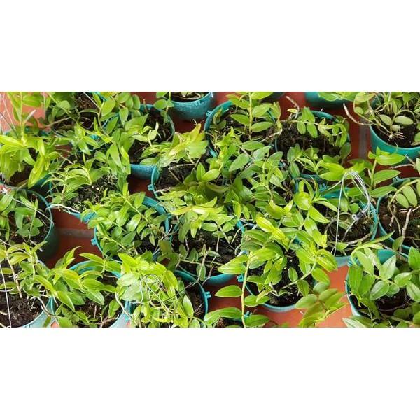 Thiên cung lữ bố chậu 8 thân