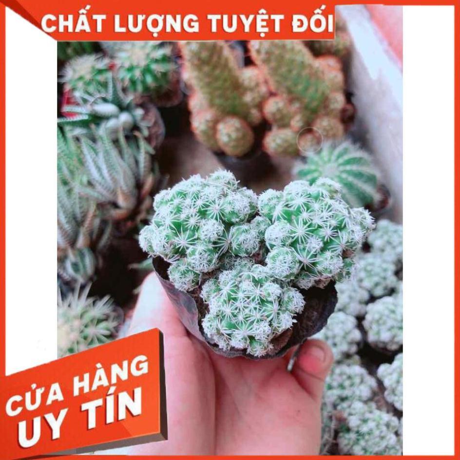 Xương rồng trứng chim Nhiều Người Mua