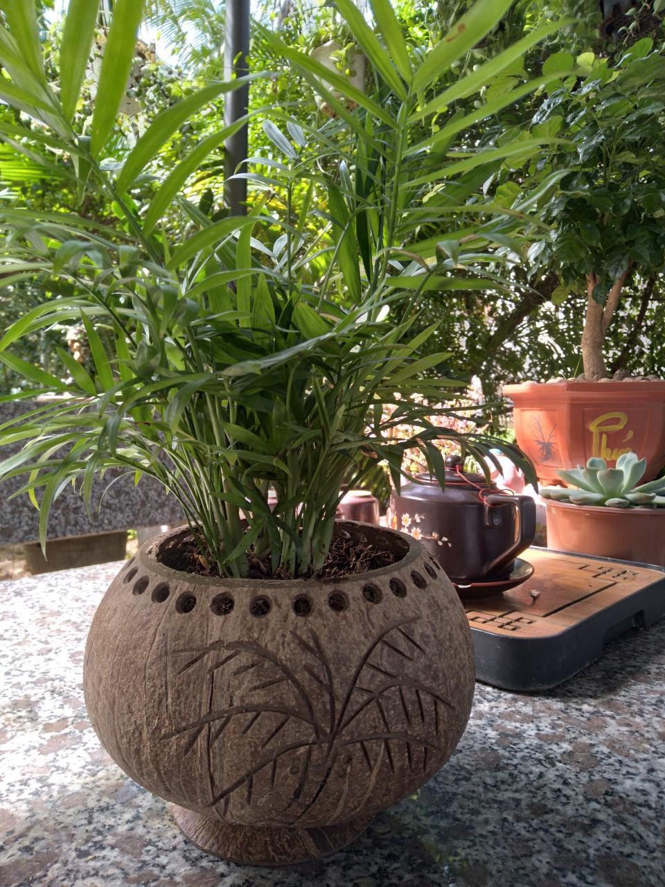 Chậu trồng cây gáo dừa để bàn mộc mạc thân thiện với môi trường