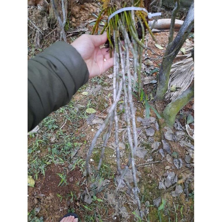 Hoa Phong Lan Hoàng Thảo Kèn