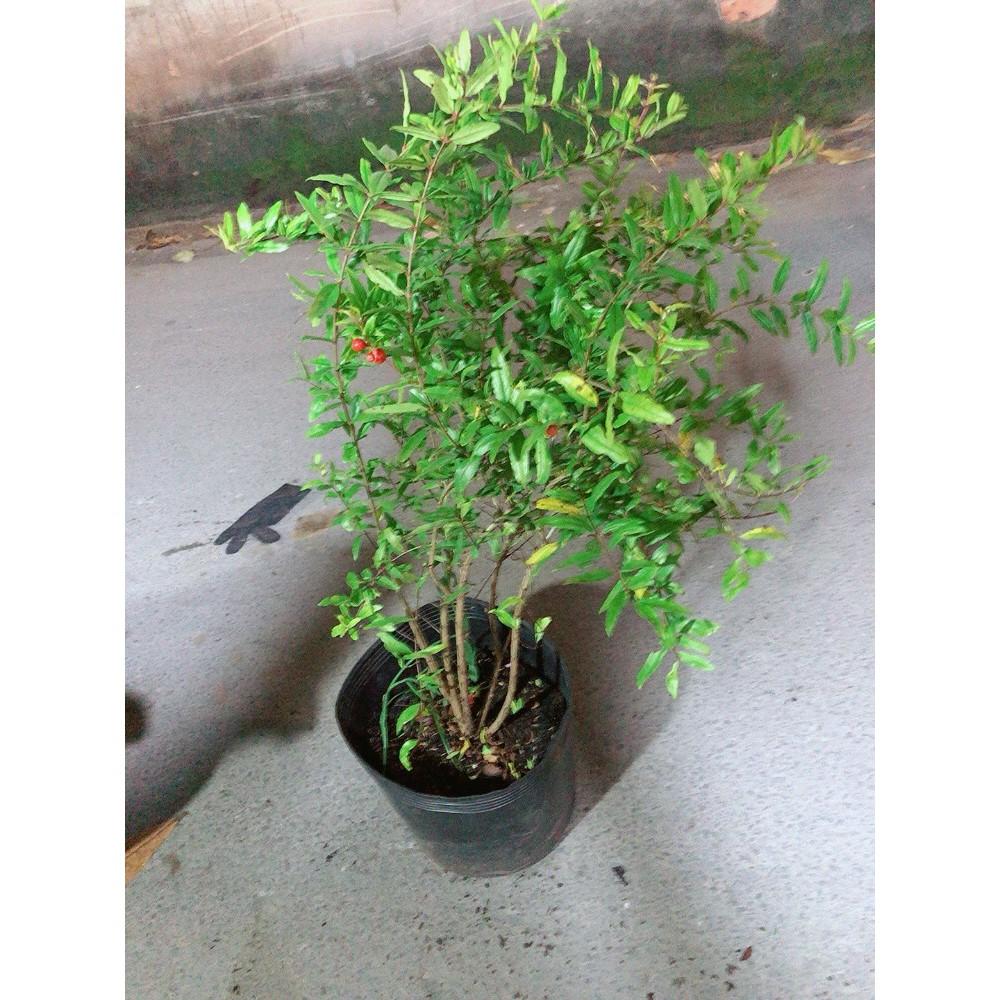 Cây Lựu Đỏ 100%