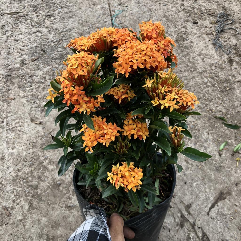 Cây mẫu đơn cam chiều cao 30cm hoa nở rộ bắt mắt chịu nhiệt tốt dễ dàng chăm sóc hợp trồng cảnh quan