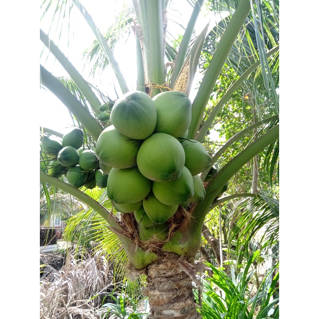 Cây Giống Dừa Xiêm Xanh Ruột Hồng