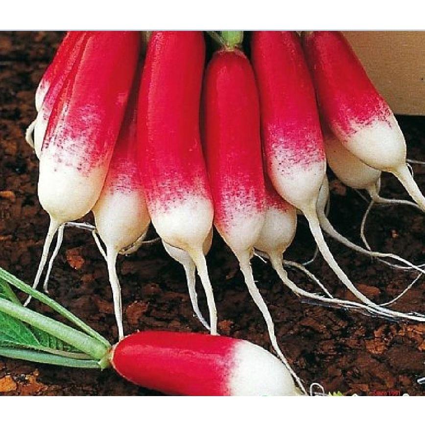 Hạt giống củ cải dài đỏ - 1 gói 5gram