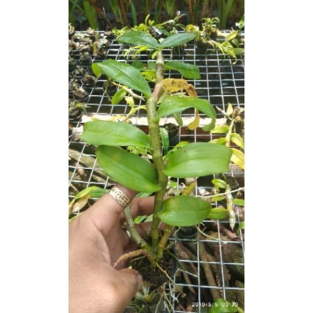 Hoa Lan Trầm Tím lai Giả Hạc
