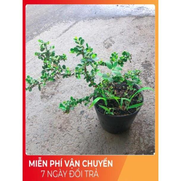 Linh Sam Núi Bonsai