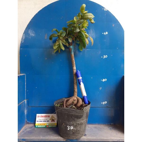 Mai Giảo tự xoắn