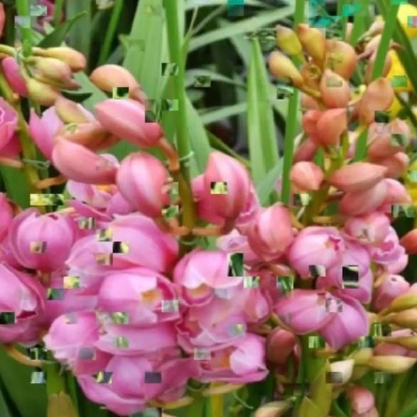 1 Củ hoa địa lan santo màu hồng