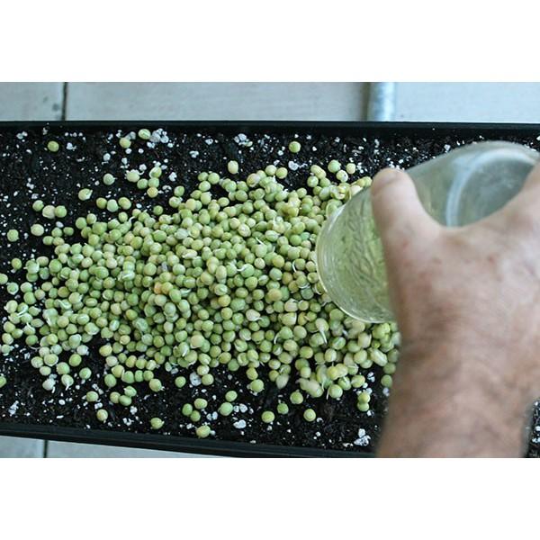 HẠT GIỐNG RAU MẦM ĐẬU HÀ LAN 20G