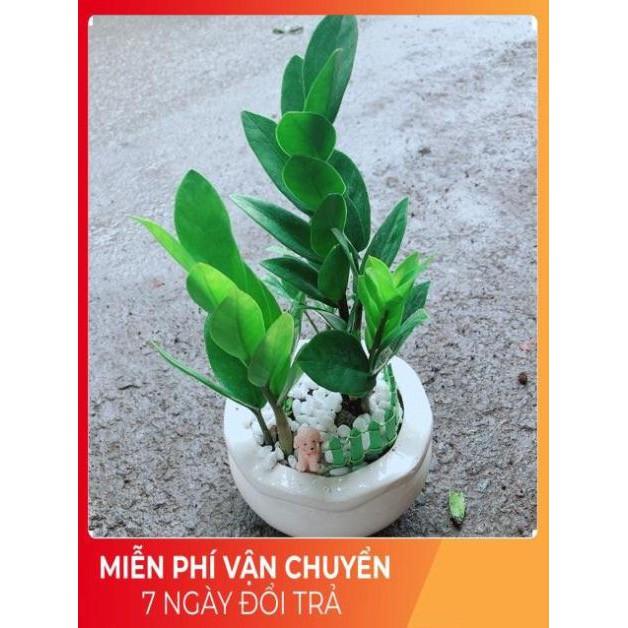 Chậu Kim Tiền Thái