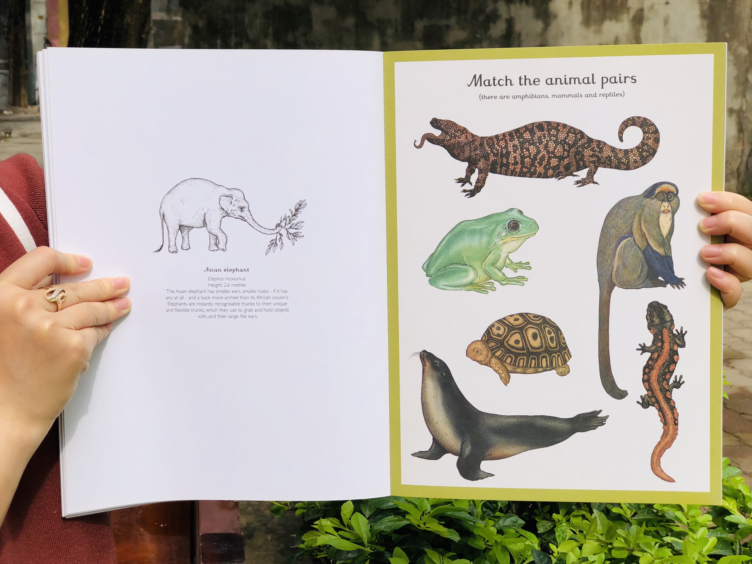 Animalium Activity Book