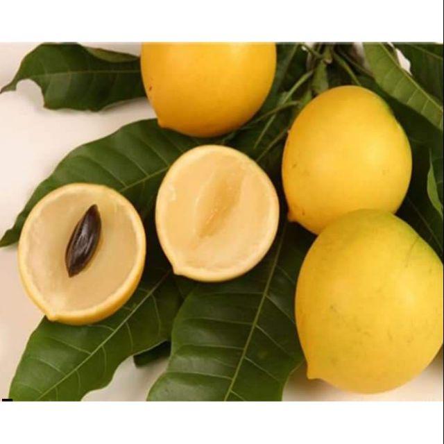 Cây Vú Sữa Hoàng Kim tặng 2 cây chè xanh