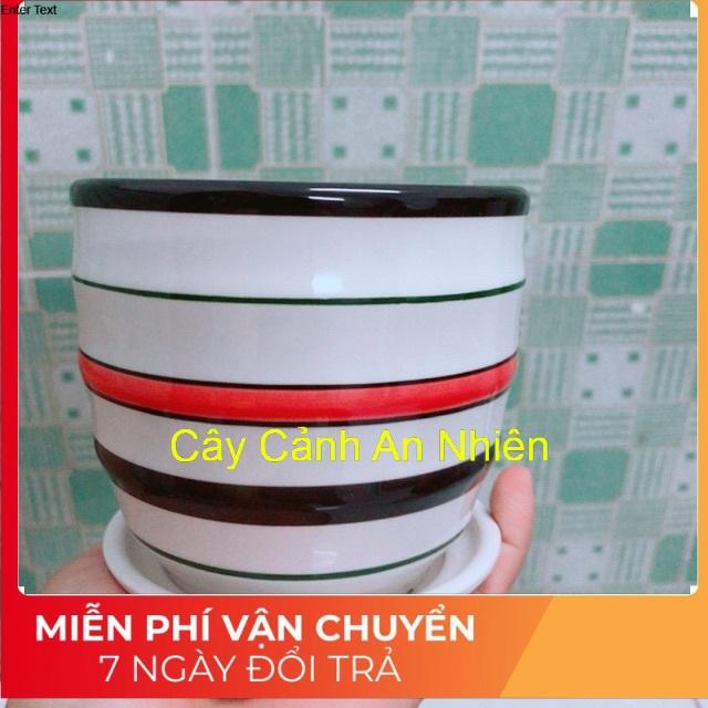 Chậu Trồng Cây