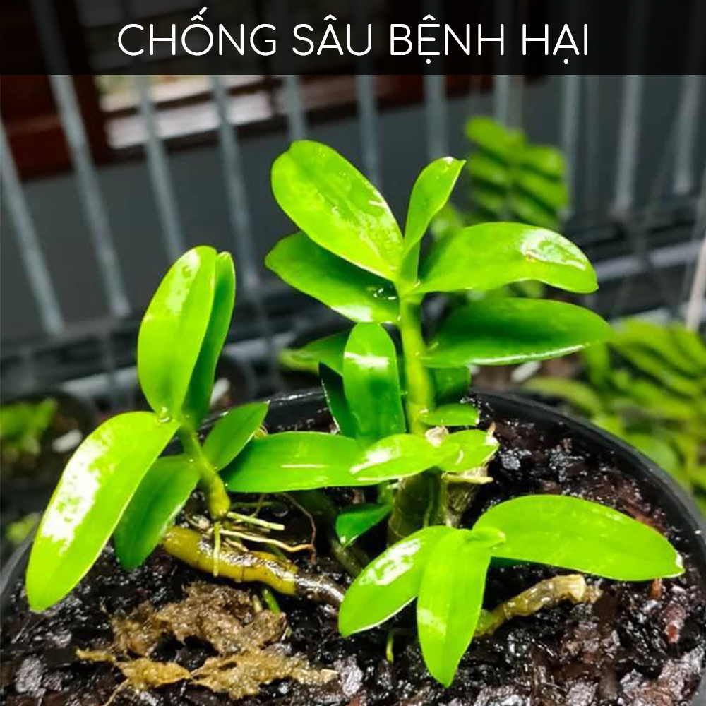 Phân bón kích Kei, thân mầm lá cho hoa Lan BioGrow, chuyên biệt cho phong lan, giúp dưỡng thân mầm lá xanh tươi, kích kie phi điệp, giúp mầm ra nhanh, nuôi kie mập khoẻ, hàng chính hãng, thương hiệu Docneem