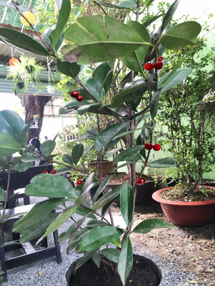 Cây cherry, giống cây cherry sắp quả, gửi nguyên bầu