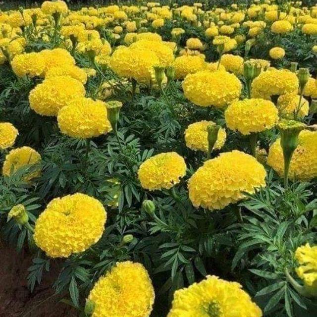 Hạt giống hoa Vạn Thọ vàng chanh Lùn F1 - AGRI YELLOW 01S