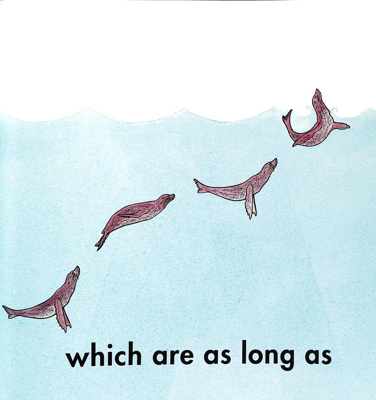 How Long Is A Whale?