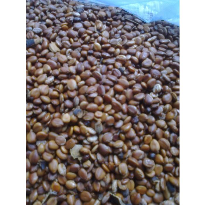 0.5 KG HẠT GIỐNG CÂY Cây Osaka Vàng - MUỒNG HOÀNG YẾN