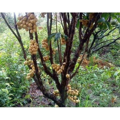 CÂY GIỐNG BÒN BON
